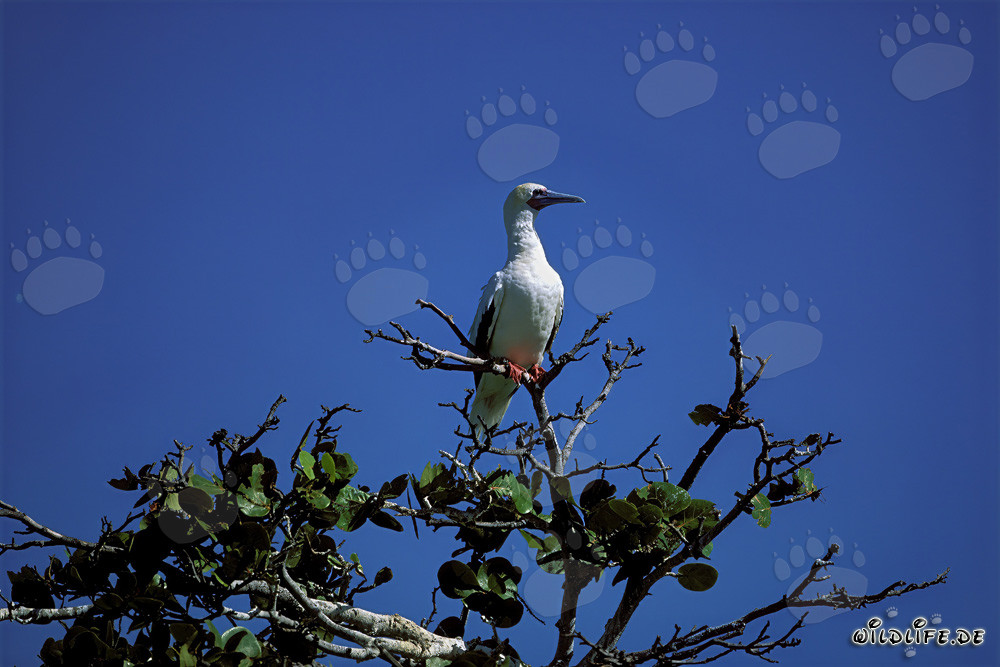 Fou à pieds rouges sur l'arbre