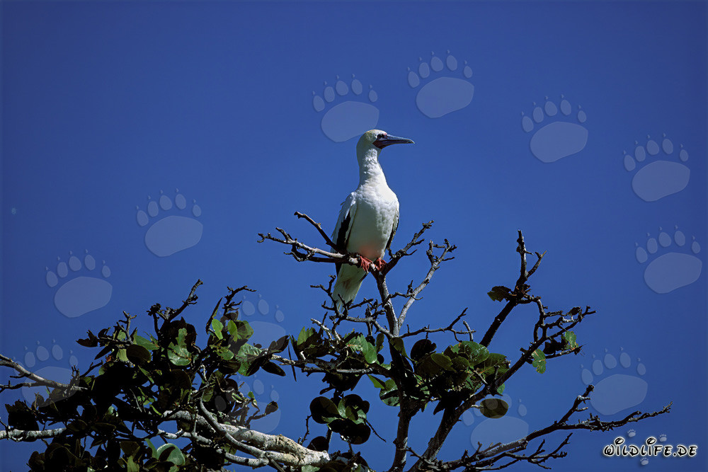 Piquero de patas rojas en el árbol