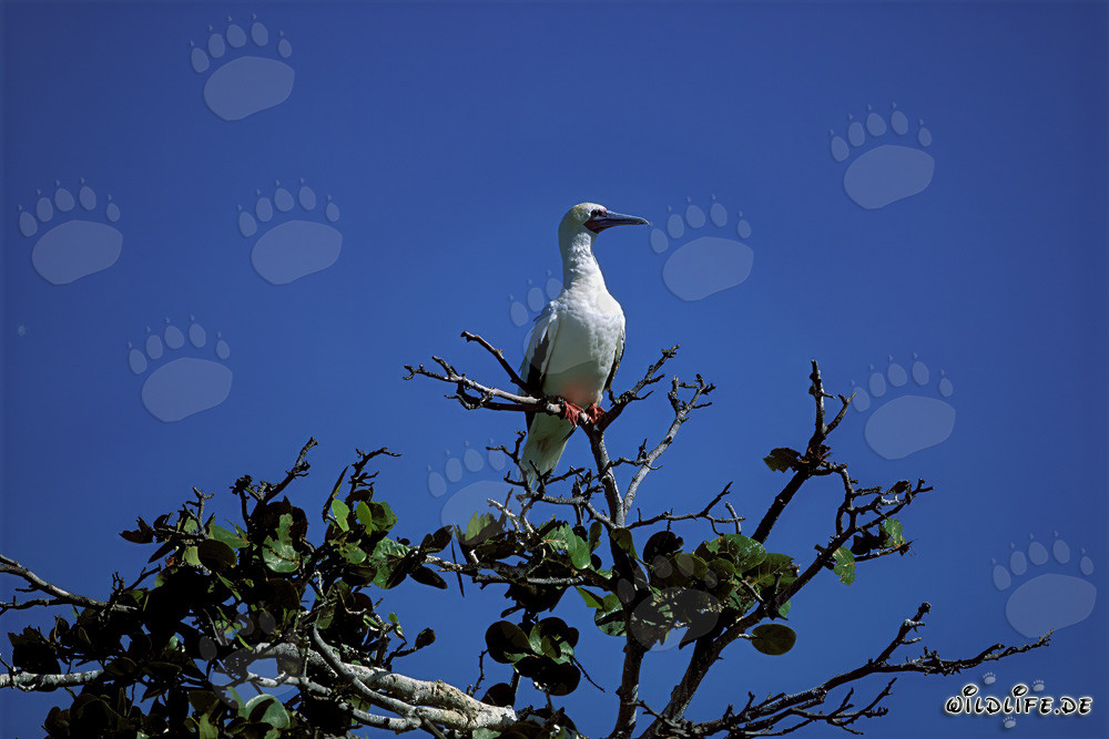 Red-footed Booby on the tree