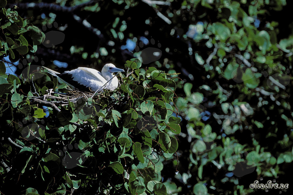 Fou à pieds rouges sur l'arbre