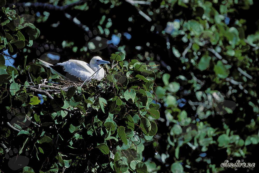 Red-footed Booby on the tree