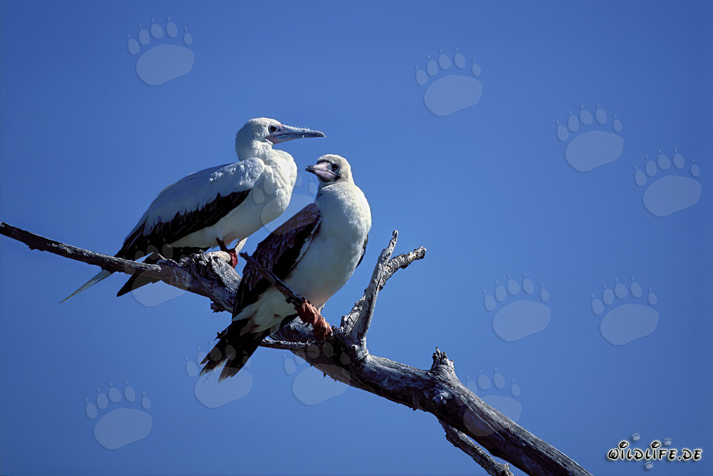 Red-footed Boobys on the tree