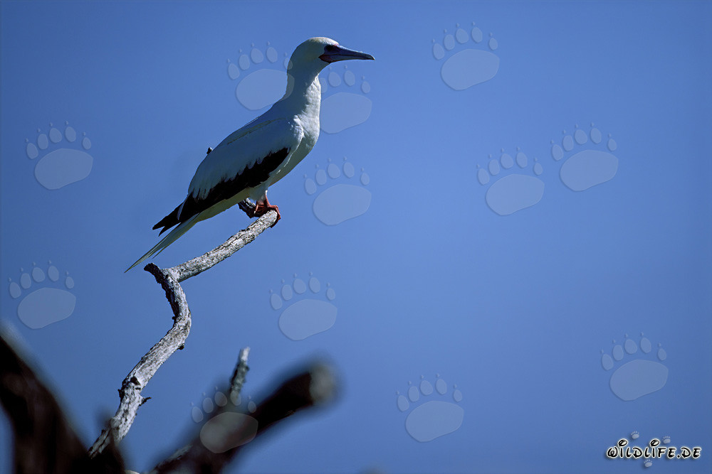 Fous à pieds rouges sur l'arbre