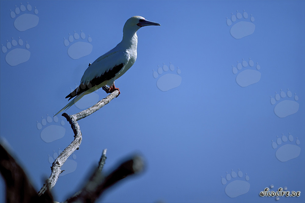 Piquero de patas rojas en el árbol