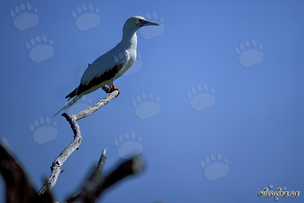 Red-footed Booby on the tree