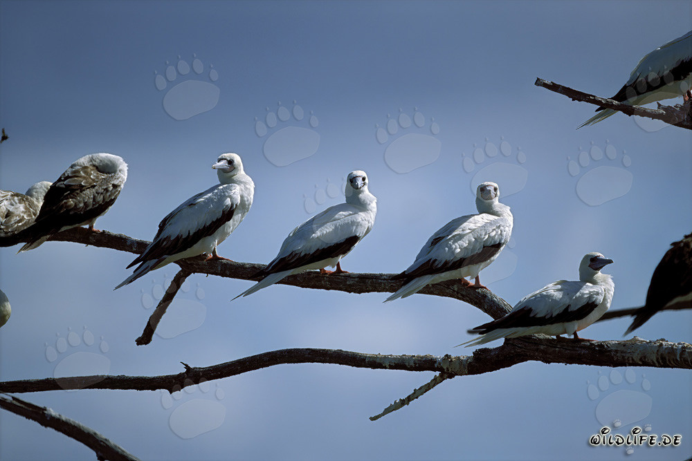 Bobbidei piedirossi a Midway Atoll