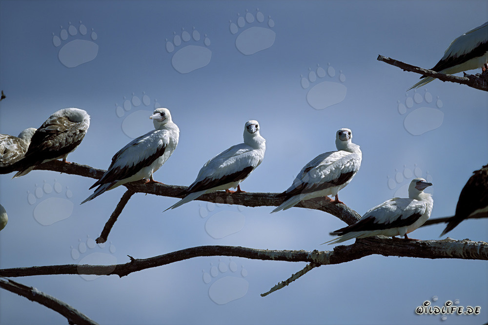Piquero de patas rojas en Midway Atoll