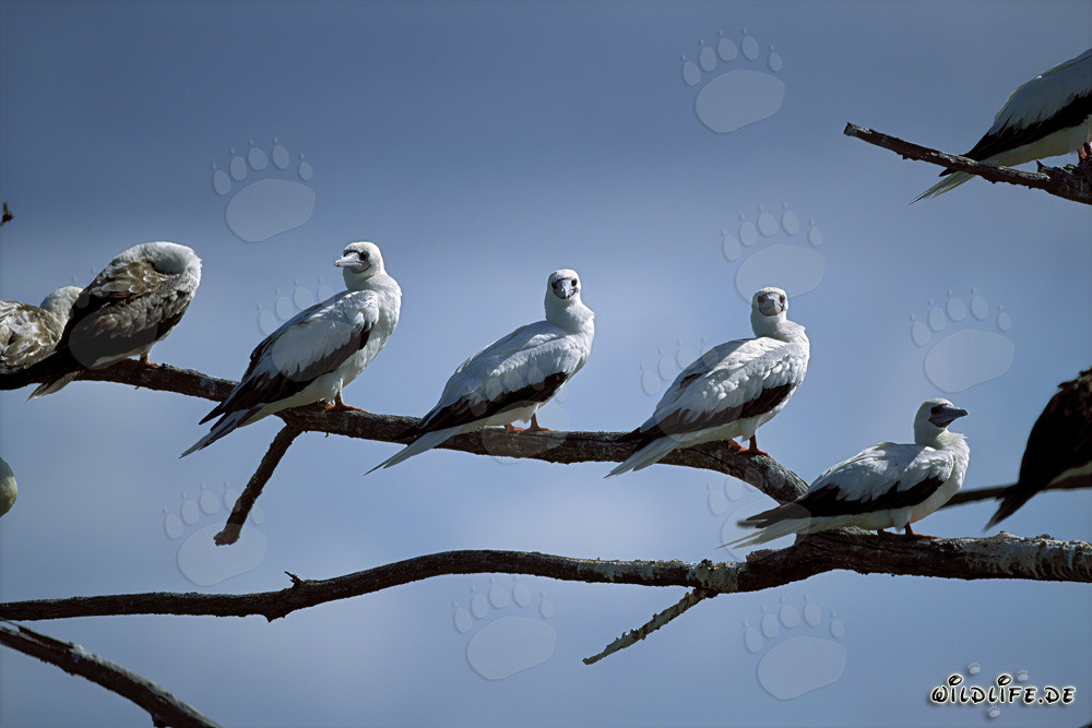 Red-footed Boobies on Midway Atoll
