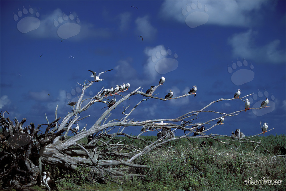 Fou à pieds rouges sur l'arbre