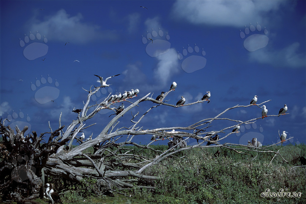 Red-footed Boobys on the tree