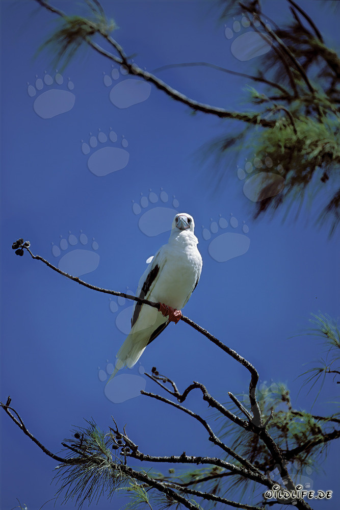 Fous à pieds rouges sur l'arbre