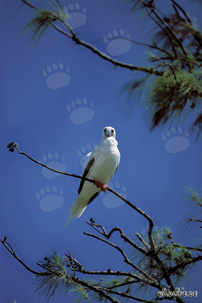 Piquero de patas rojas en el árbol