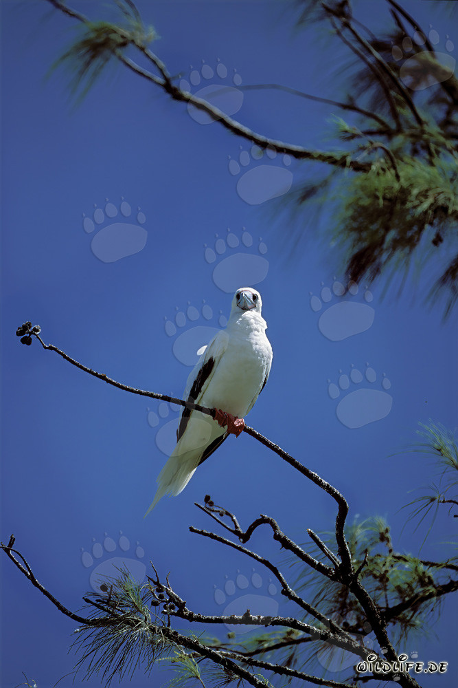 Red-footed Booby on the Tree