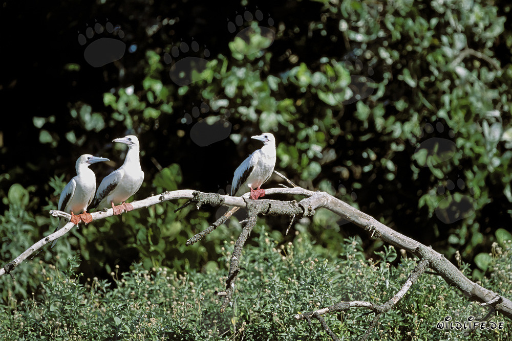 Fou à pieds rouges sur l'arbre