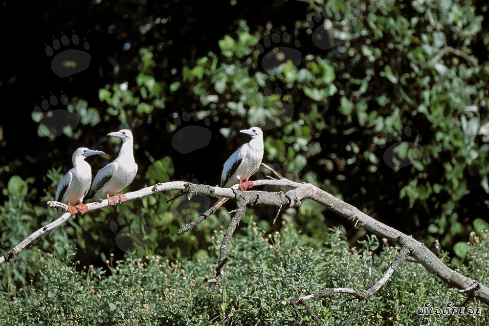 Red-footed Booby on the tree