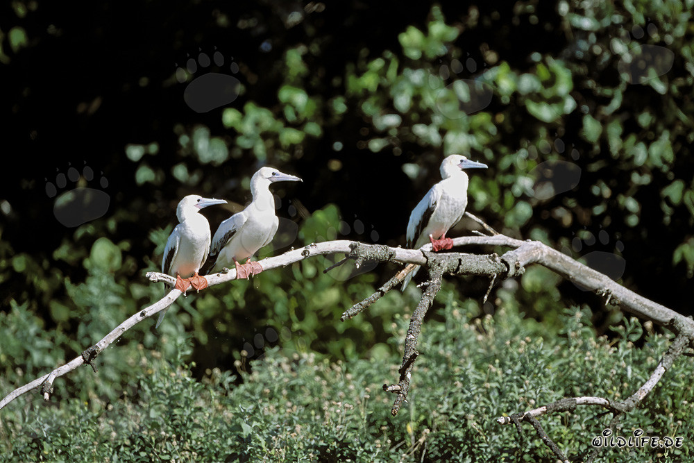 Fou à pieds rouges sur l'arbre