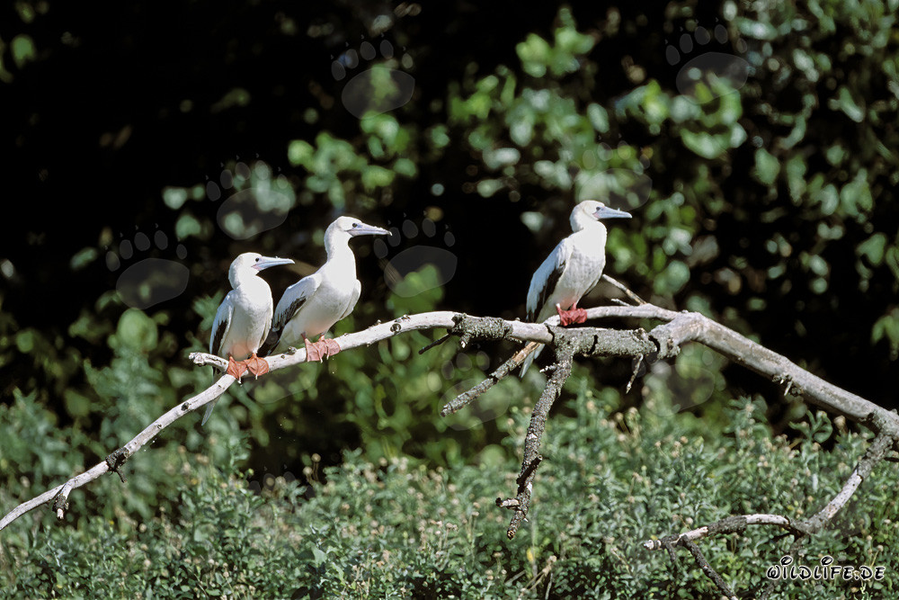 Red-footed Booby on the Tree
