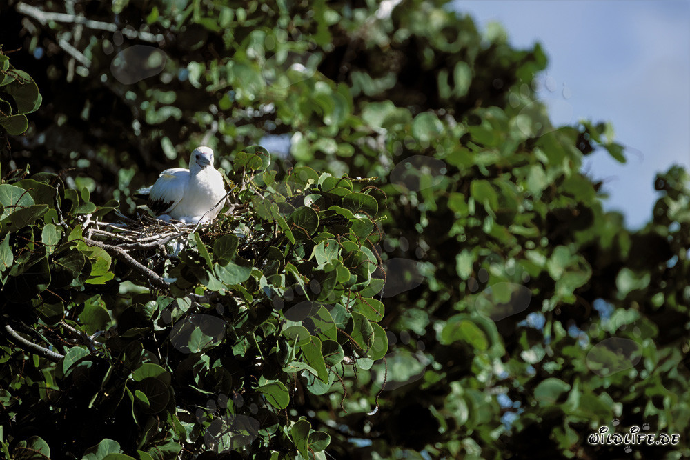Red-footed Booby on the tree