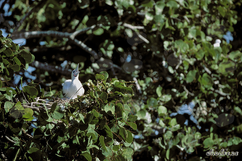 Red-footed Booby on the tree
