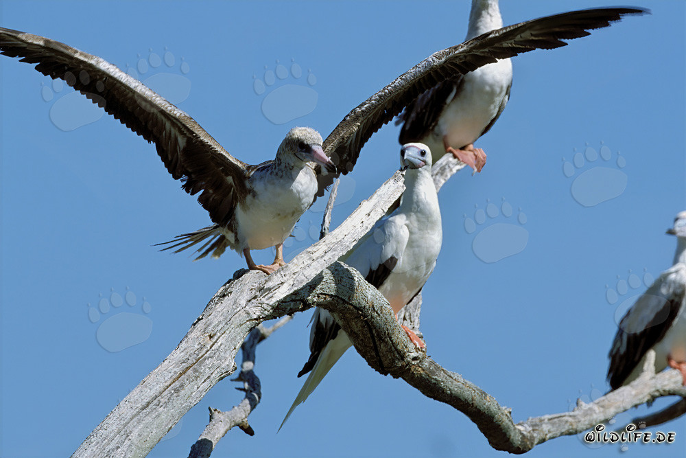 Fou à pieds rouges sur l'arbre