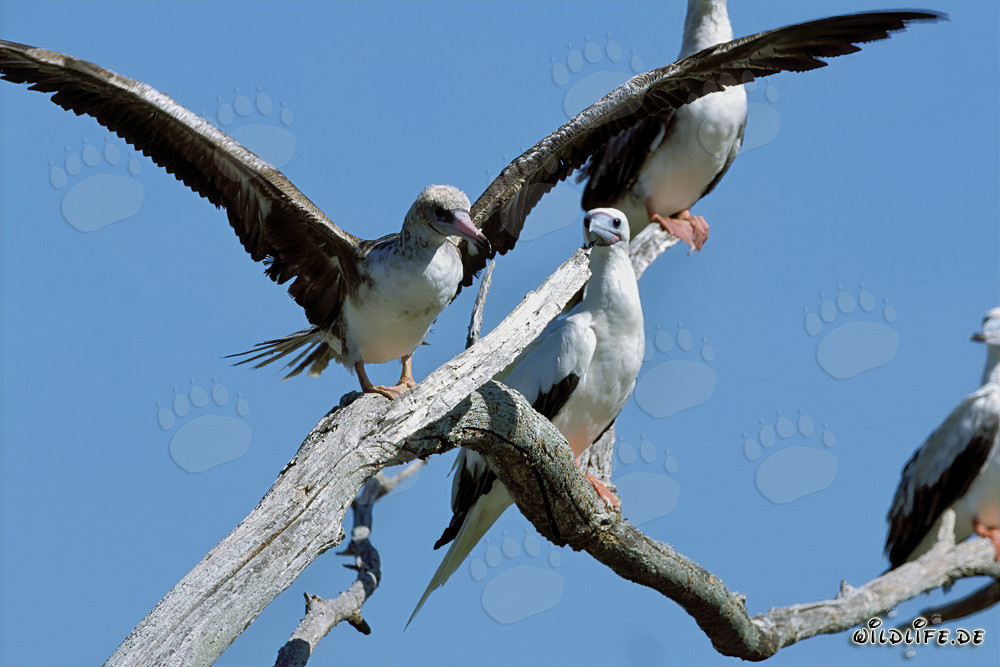 Red-footed Booby on the tree