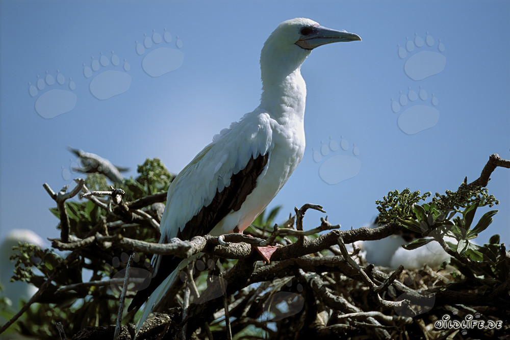 Fou à pieds rouges sur l'arbre