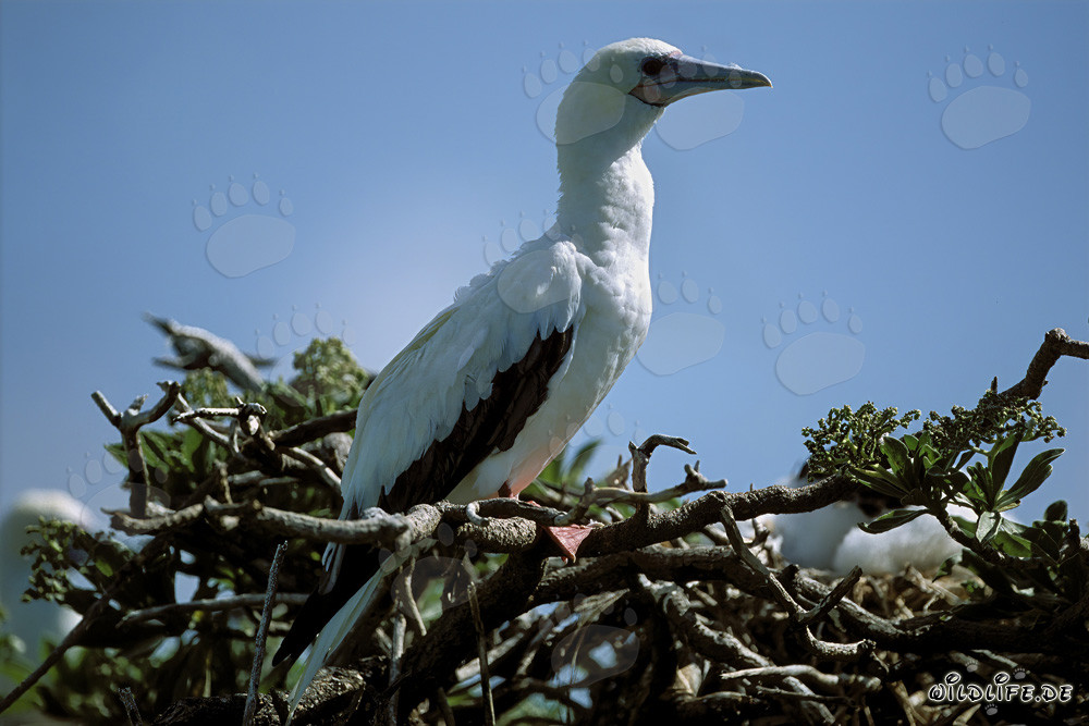 Red-footed Booby on the tree