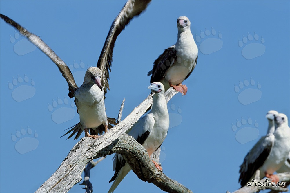 Fous à pieds rouges sur l'arbre