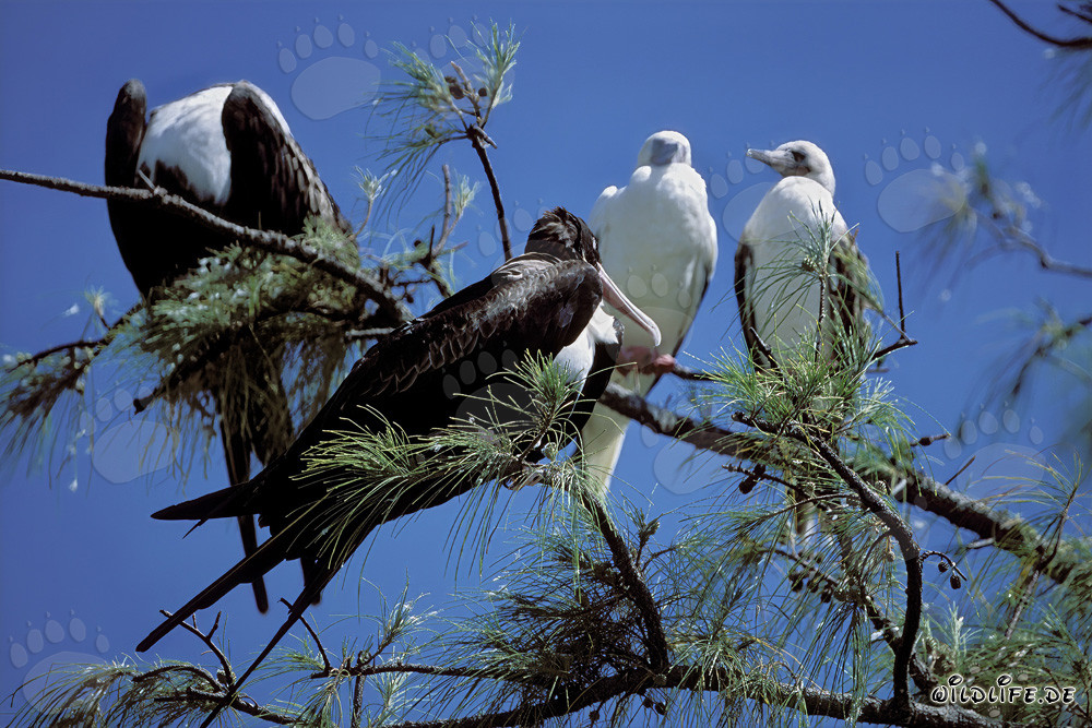 Faszinierende Bindenfregattvögel und Rotfußtölpel auf Midway Atoll