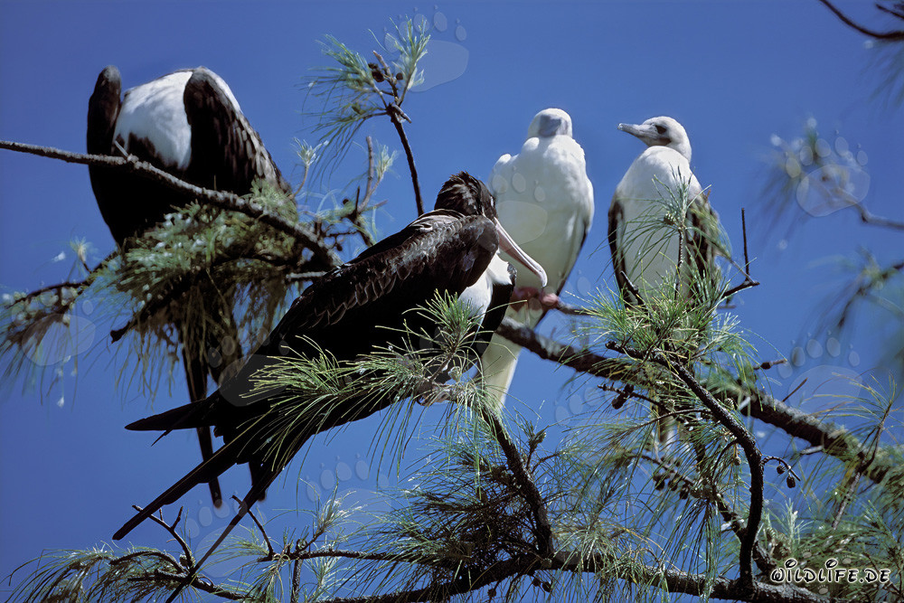 Fascinating Great Frigatebirds and Red-footed Boobies on Midway Atoll