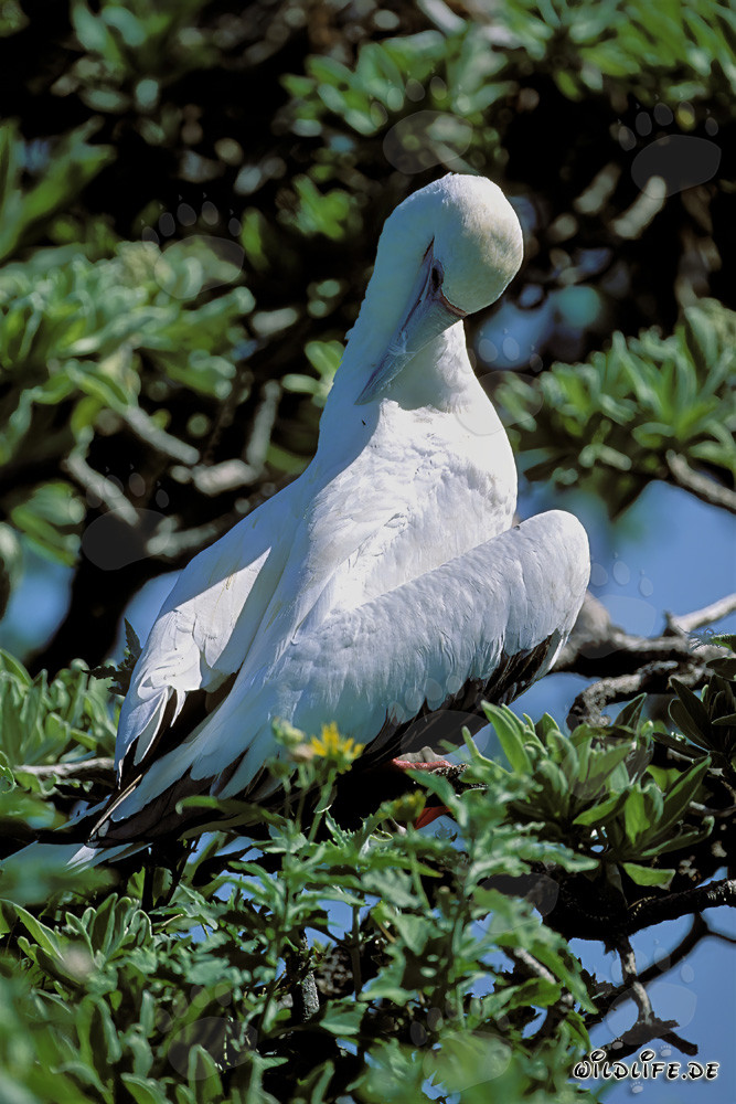 Red-footed Booby on the Tree