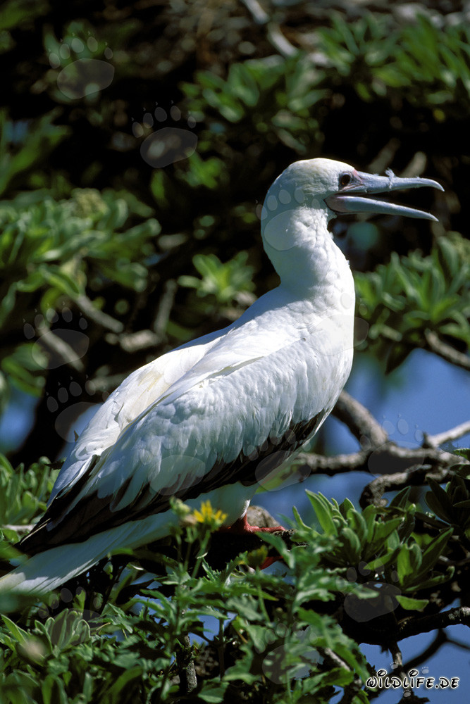 Red-footed Booby on the tree