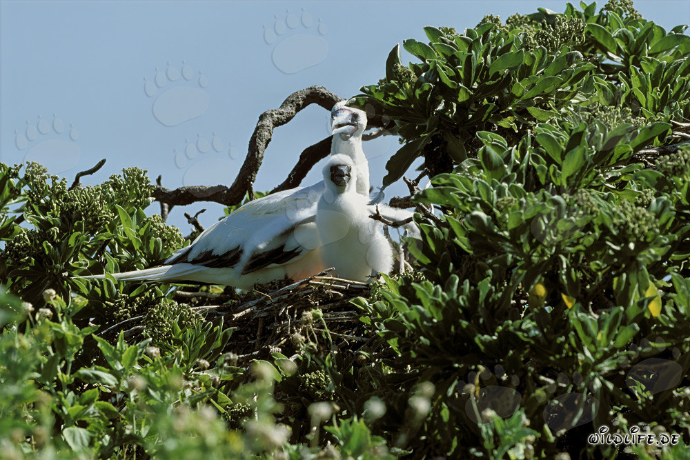 Red-footed Booby with Chick
