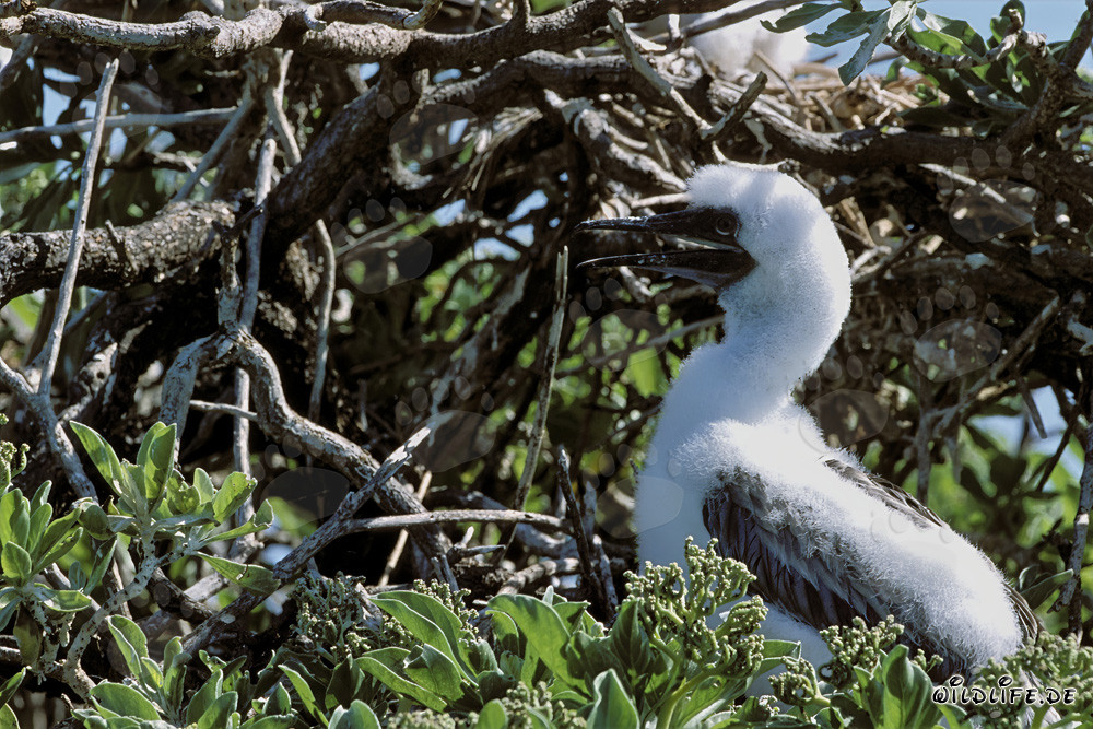 Polluelos de piqueros de patas rojas en Midway Atoll