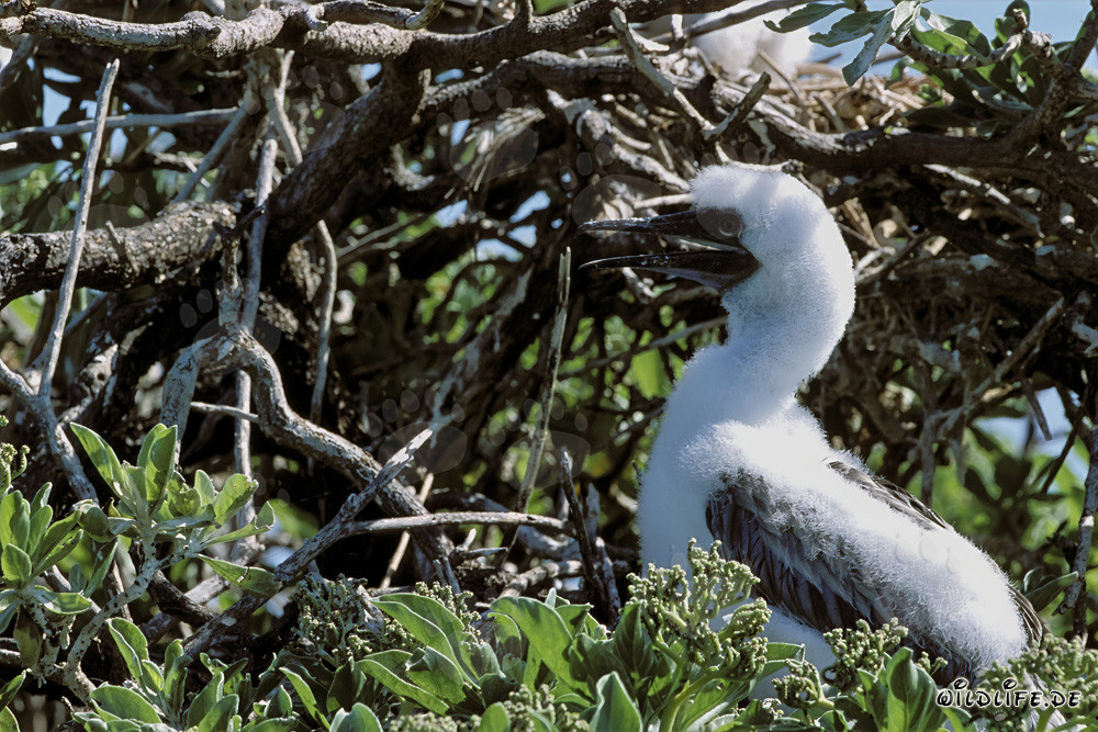 Poussins de fous à pieds rouges à Midway Atoll