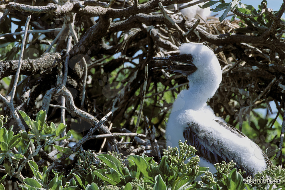 Red-footed Booby chick on Midway Atoll