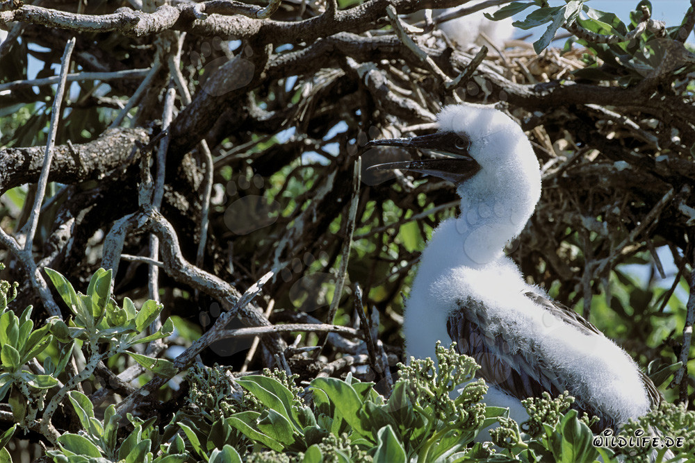 Rotfußtölpel Küken auf Midway Atoll