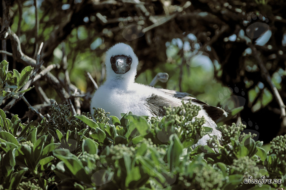 Pulcino di Bobia zamperosse a Midway Atoll