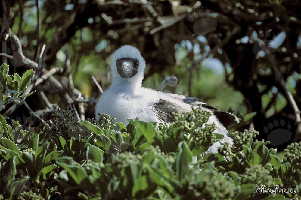 Red-footed Booby Chick on Midway Atoll