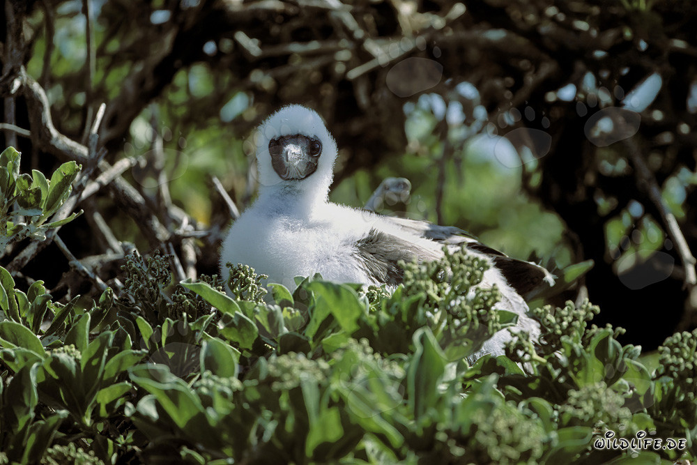Rotfußtölpel Küken auf Midway Atoll