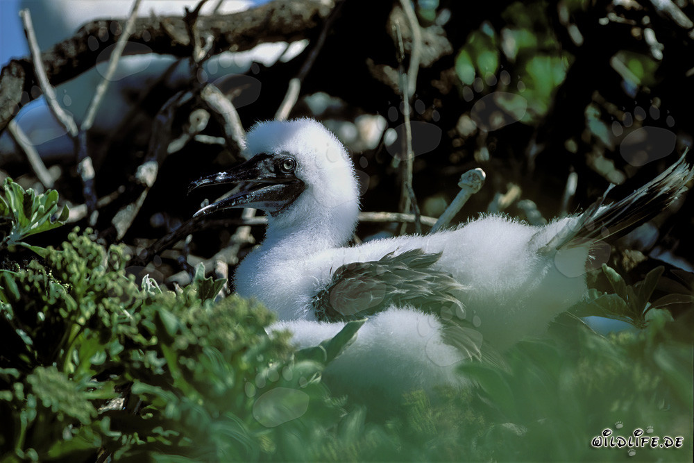 Adorable bébé fou à pieds rouges sur Midway Atoll