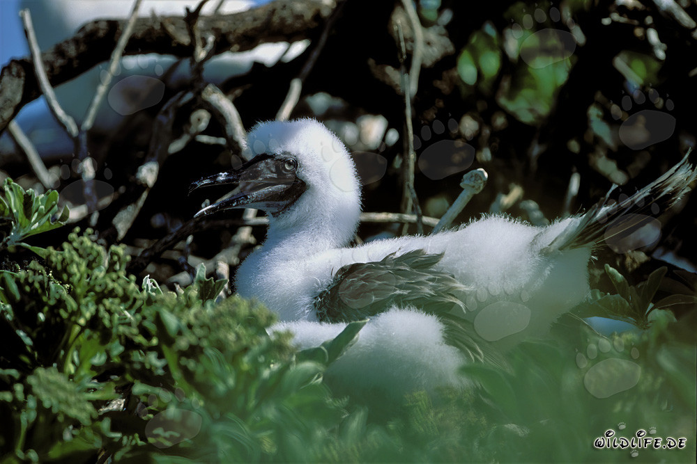 Adorable Red-footed Booby Chick on Midway Atoll