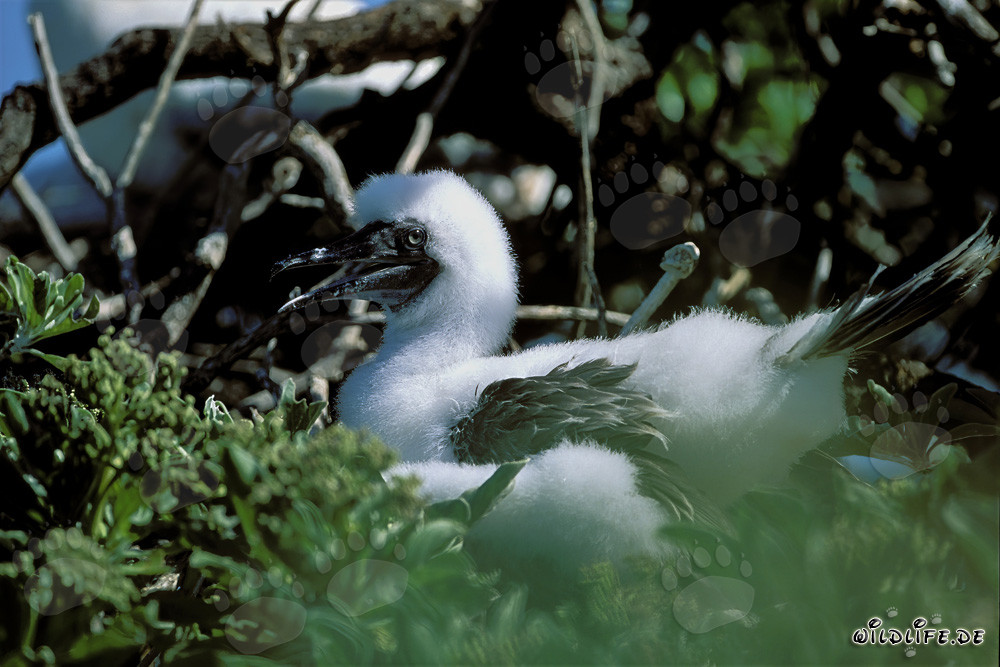 Adorabile pulcino di suleci piedirrossi a Midway Atoll