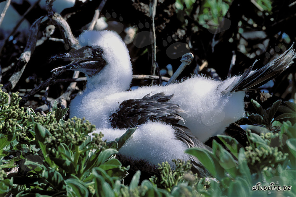 Poussins de fous à pieds rouges sur Midway Atoll