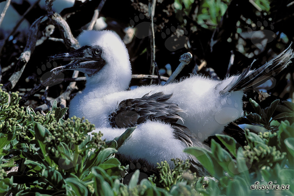 Polluelos de piqueros de patas rojas en Midway Atoll
