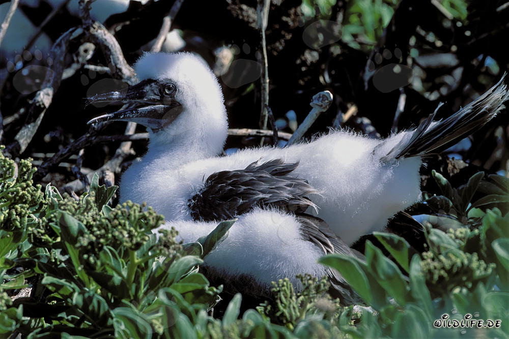 Red-footed Booby chick on Midway Atoll