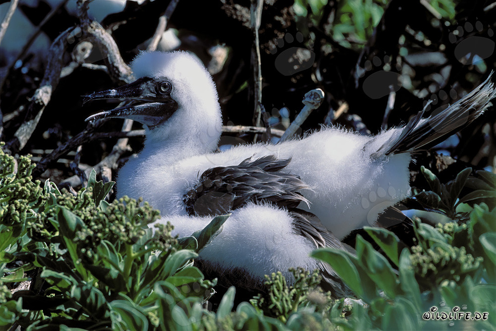 Rotfußtölpel Küken auf Midway Atoll