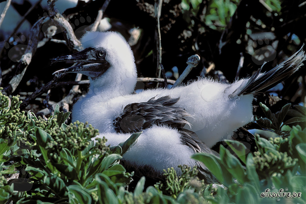 Pulcini di sule dalle zampe rosse a Midway Atoll