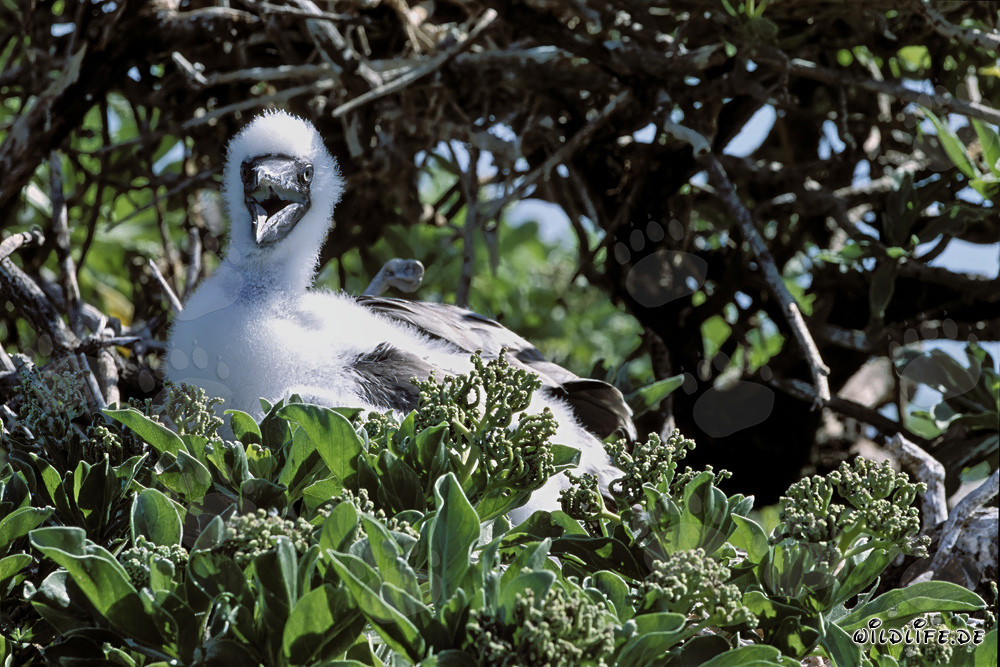 Polluelos de piquero de patas rojas en Midway Atoll