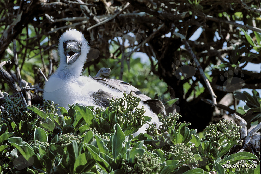 Poussins de fous à pieds rouges sur Midway Atoll